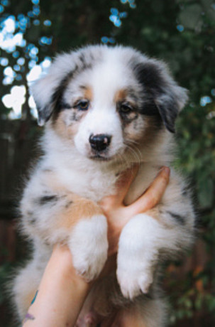 australian-shepherd-3-months-old-in-lima-oh-big-2