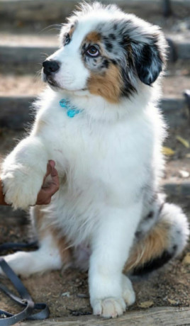 australian-shepherd-3-months-old-in-lima-oh-big-1