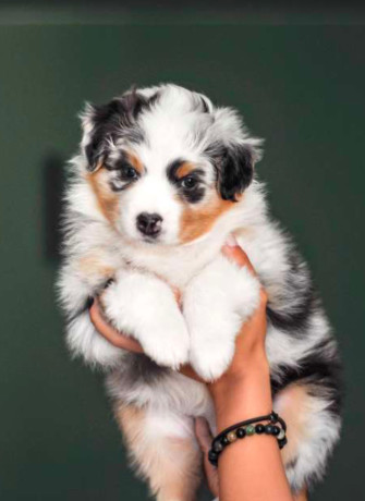 australian-shepherd-3-months-old-in-lima-oh-big-0