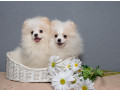 2-adorable-pomeranian-puppies-ready-for-their-new-home-in-melbourne-fl-small-3