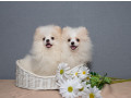 2-adorable-pomeranian-puppies-ready-for-their-new-home-in-melbourne-fl-small-0