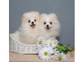 2-adorable-pomeranian-puppies-ready-for-their-new-home-in-melbourne-fl-small-1