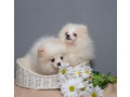 2-adorable-pomeranian-puppies-ready-for-their-new-home-in-melbourne-fl-small-2