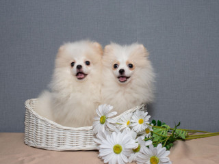 2 Adorable Pomeranian Puppies Ready for Their New Home in Melbourne, FL