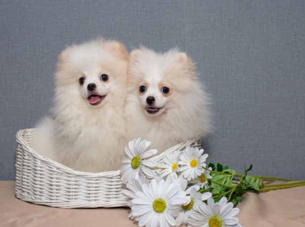 2-adorable-pomeranian-puppies-ready-for-their-new-home-in-melbourne-fl-big-3