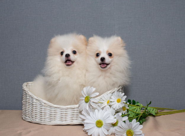 2-adorable-pomeranian-puppies-ready-for-their-new-home-in-melbourne-fl-big-0