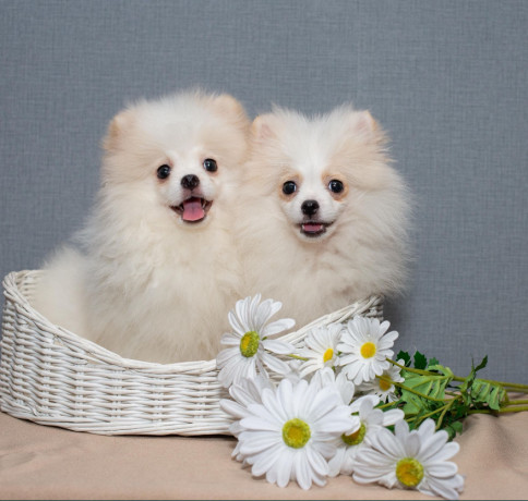 2-adorable-pomeranian-puppies-ready-for-their-new-home-in-melbourne-fl-big-1