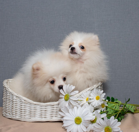 2-adorable-pomeranian-puppies-ready-for-their-new-home-in-melbourne-fl-big-2