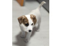 jack-russell-terrier-girl-in-richmond-in-small-0