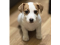 jack-russell-terrier-girl-in-richmond-in-small-3