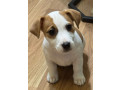 jack-russell-terrier-girl-in-richmond-in-small-1