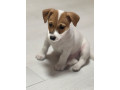 jack-russell-terrier-girl-in-richmond-in-small-2