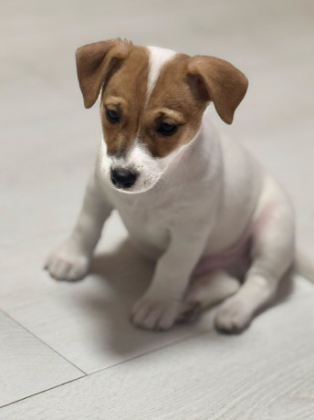 jack-russell-terrier-girl-in-richmond-in-big-2