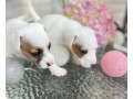 jack-russell-terrier-puppies-in-san-diego-ca-small-1