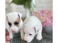 jack-russell-terrier-puppies-in-san-diego-ca-small-2