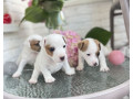 jack-russell-terrier-puppies-in-san-diego-ca-small-3