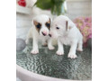 jack-russell-terrier-puppies-in-san-diego-ca-small-0