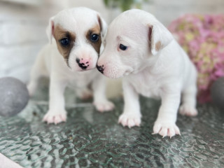 Jack Russell Terrier Puppies in San Diego, CA