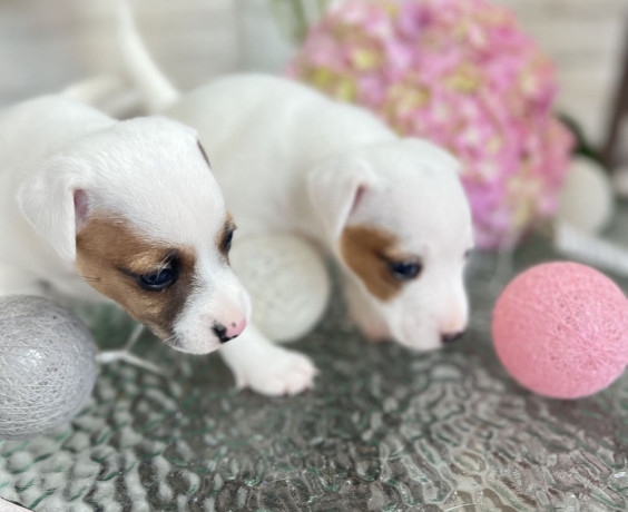 jack-russell-terrier-puppies-in-san-diego-ca-big-1