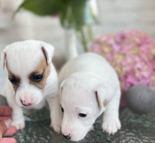 jack-russell-terrier-puppies-in-san-diego-ca-big-2