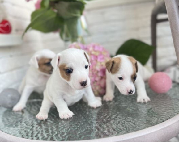 jack-russell-terrier-puppies-in-san-diego-ca-big-3