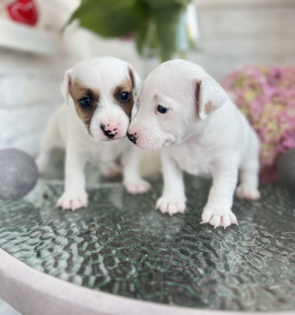 jack-russell-terrier-puppies-in-san-diego-ca-big-0