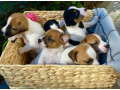 jack-russell-terrier-puppies-for-sale-in-san-luis-az-small-0