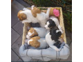 jack-russell-terrier-puppies-for-sale-in-san-luis-az-small-2