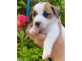 jack-russell-terrier-puppies-for-sale-in-san-luis-az-small-3