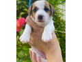 jack-russell-terrier-puppies-for-sale-in-san-luis-az-small-1