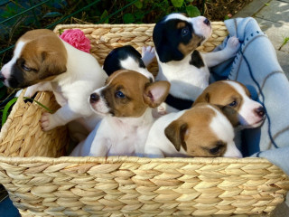 Jack Russell Terrier Puppies for Sale in San Luis, AZ