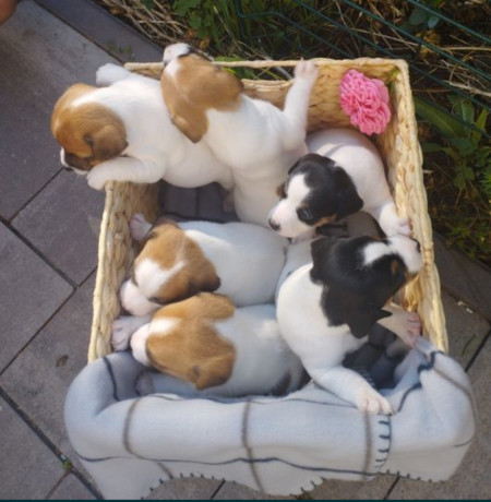 jack-russell-terrier-puppies-for-sale-in-san-luis-az-big-2