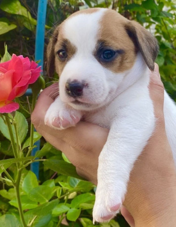 jack-russell-terrier-puppies-for-sale-in-san-luis-az-big-3