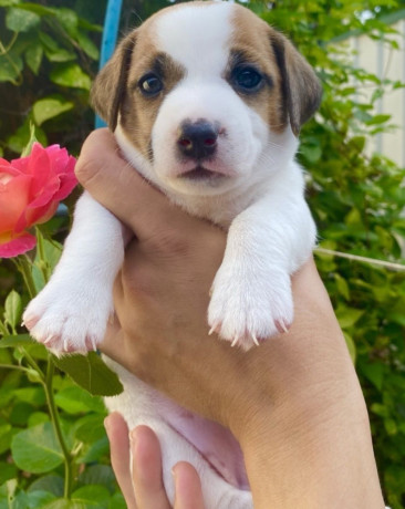 jack-russell-terrier-puppies-for-sale-in-san-luis-az-big-1