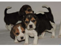 beagle-puppies-in-dayton-nv-ready-for-their-new-family-small-0