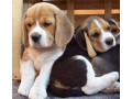 beagle-puppies-in-dayton-nv-ready-for-their-new-family-small-1