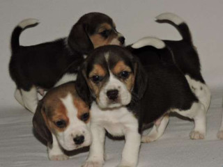 Beagle Puppies in Dayton, NV Ready for Their New Family