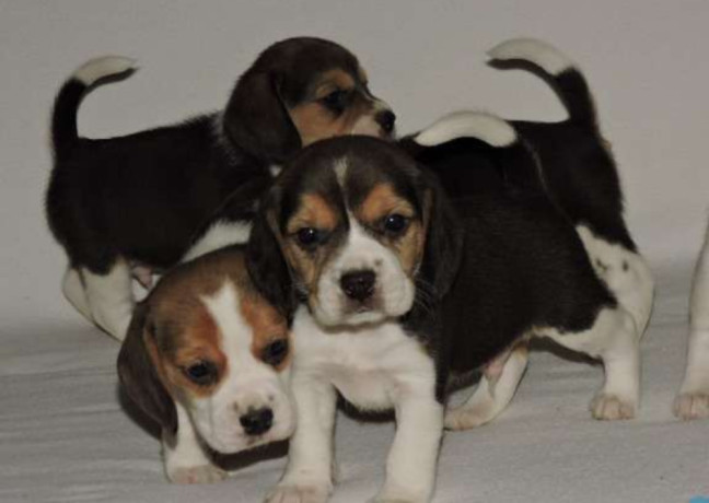 beagle-puppies-in-dayton-nv-ready-for-their-new-family-big-0