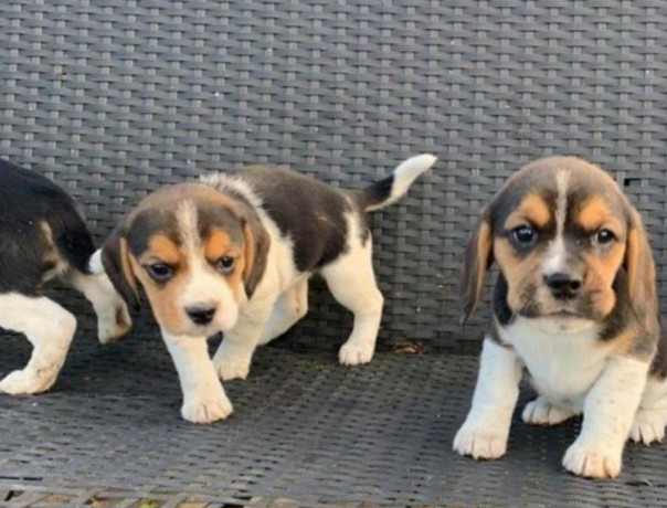 beagle-puppies-in-dayton-nv-ready-for-their-new-family-big-2