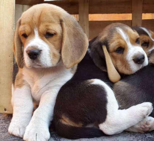 beagle-puppies-in-dayton-nv-ready-for-their-new-family-big-1