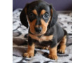 dachshund-puppies-for-sale-in-livonia-mi-small-1