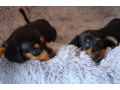 dachshund-puppies-for-sale-in-livonia-mi-small-2