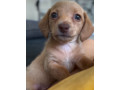 dachshund-puppies-for-sale-in-livonia-mi-small-3