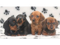 dachshund-puppies-for-sale-in-livonia-mi-small-0