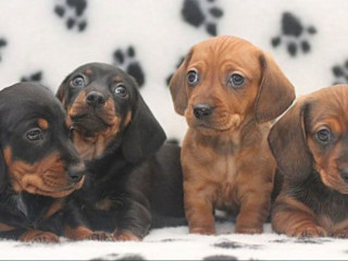 Dachshund Puppies for Sale in Livonia, MI