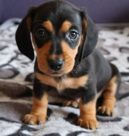 dachshund-puppies-for-sale-in-livonia-mi-big-1