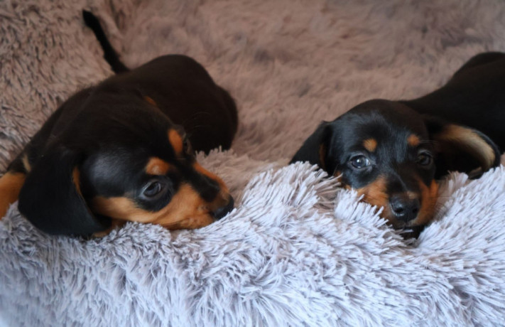 dachshund-puppies-for-sale-in-livonia-mi-big-2