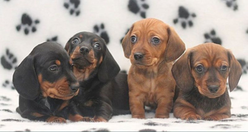 dachshund-puppies-for-sale-in-livonia-mi-big-0