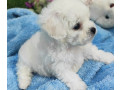 bichon-frise-girl-in-phoenix-az-small-5