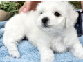 bichon-frise-girl-in-phoenix-az-small-2